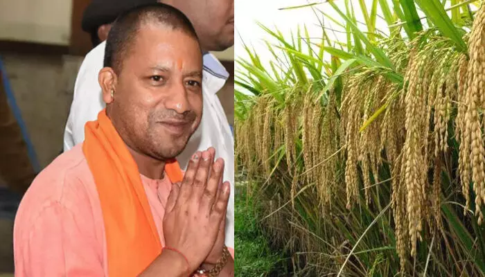 Yogi government will buy 70 lakh metric tonne paddy farmer Kisan Andolan