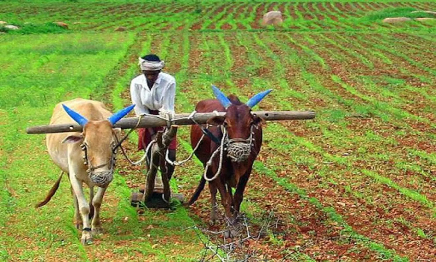 भारतीय कृषि में एमएसपी का बढ़ता प्रभाव