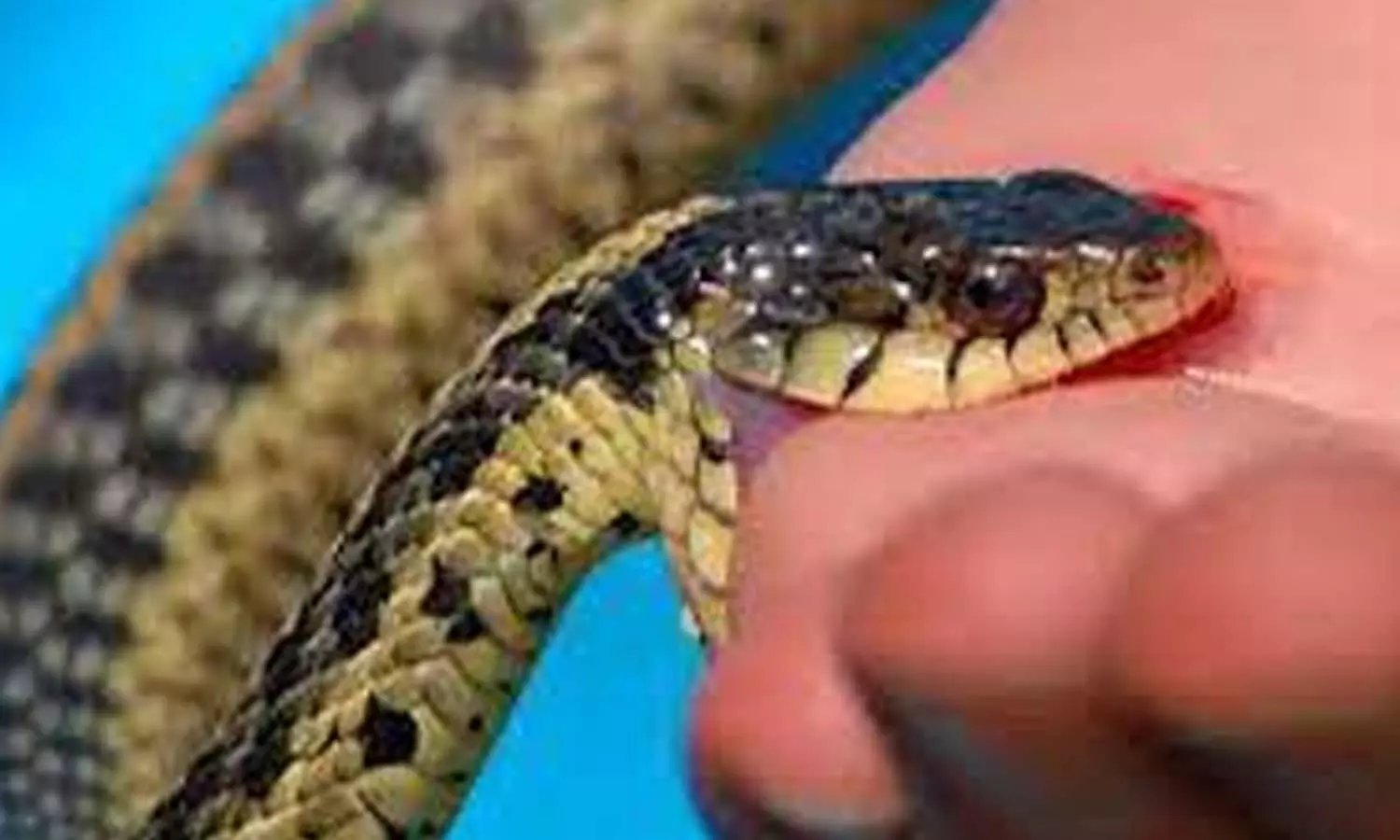 Poisonous snake bites an innocent, death