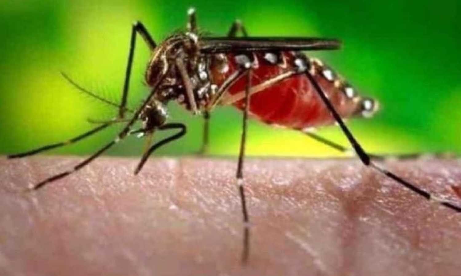 The outbreak of Dengue continues to increase, more than 600 new patients found in the month of October.  1 News Track English