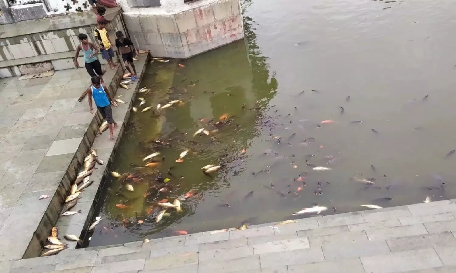 Lakhimpur Kheri News : शारदा नदी में हजारों मछलियां मरी, फैक्ट्री से जहरीला पानी आने से मछलियों की मौत