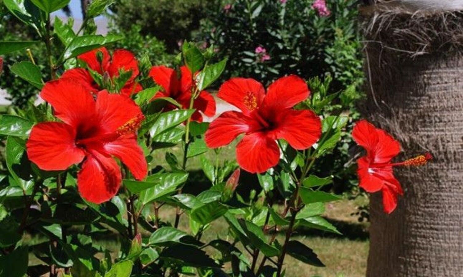 Gudhal Ka Phool Khane Ke Fayde: Use hibiscus flower like this, hair will be  healthy along with health. 1 News Track English - Youthistaan