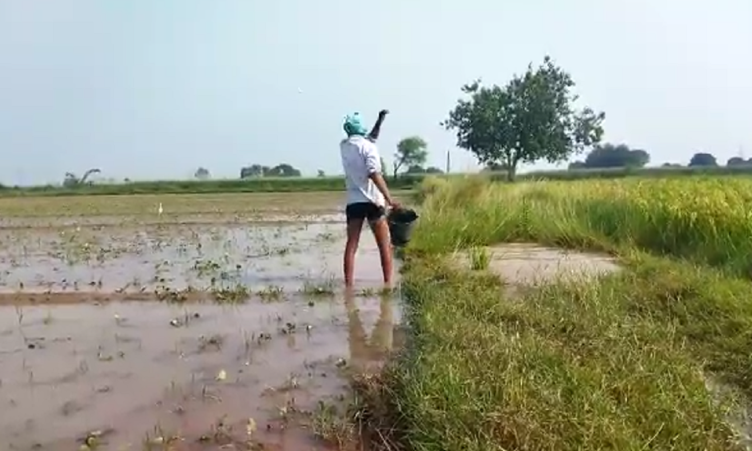 Kanpur Dehat News: बारिश ने किसानों को कंगाल किया, किसान बुरी तरह हो गए बर्बाद