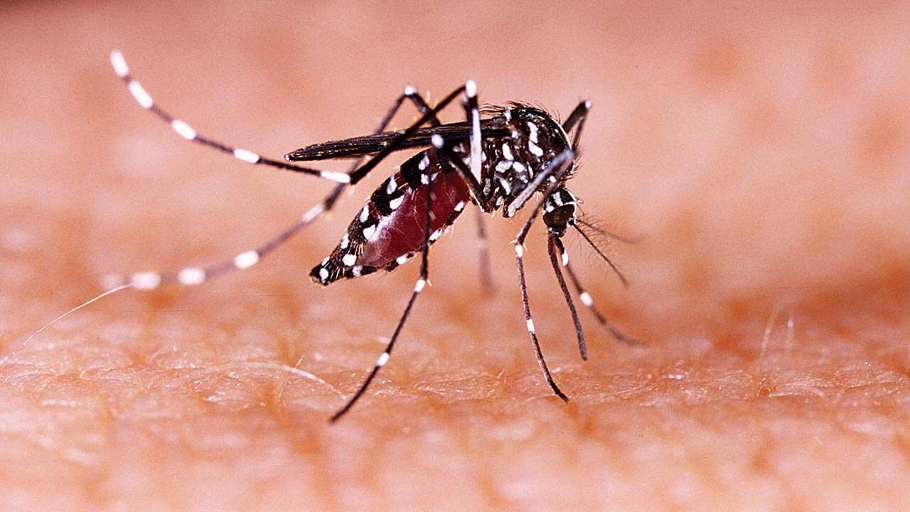 Kanpur News: First patient of Zika virus found in Kanpur, 22 people who came in contact  1 News Track English