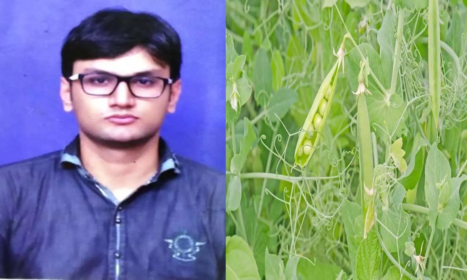 Farmers should note: Scientific farming of peas can earn good profit in this way