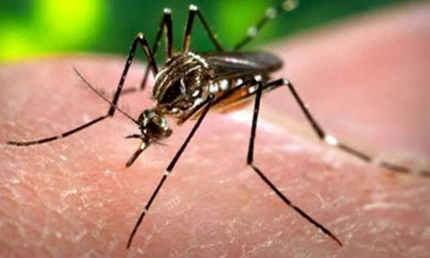 Zika Virus Cases In India: havoc in Kanpur, 6 new patients found in a day reached 10 |  1 News Track English