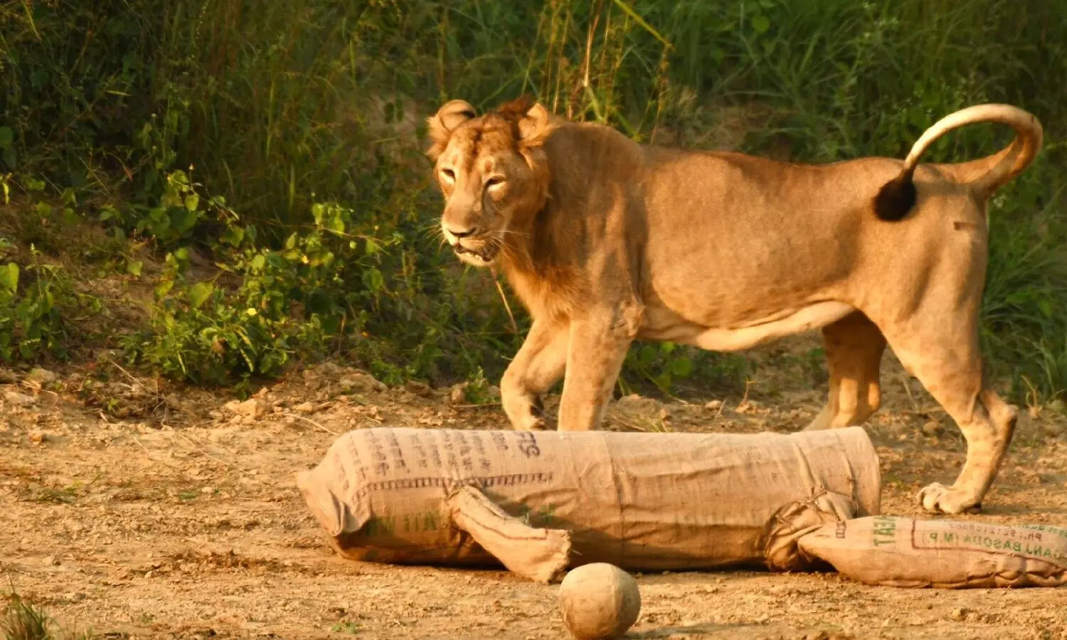 Etawah Lion Safari