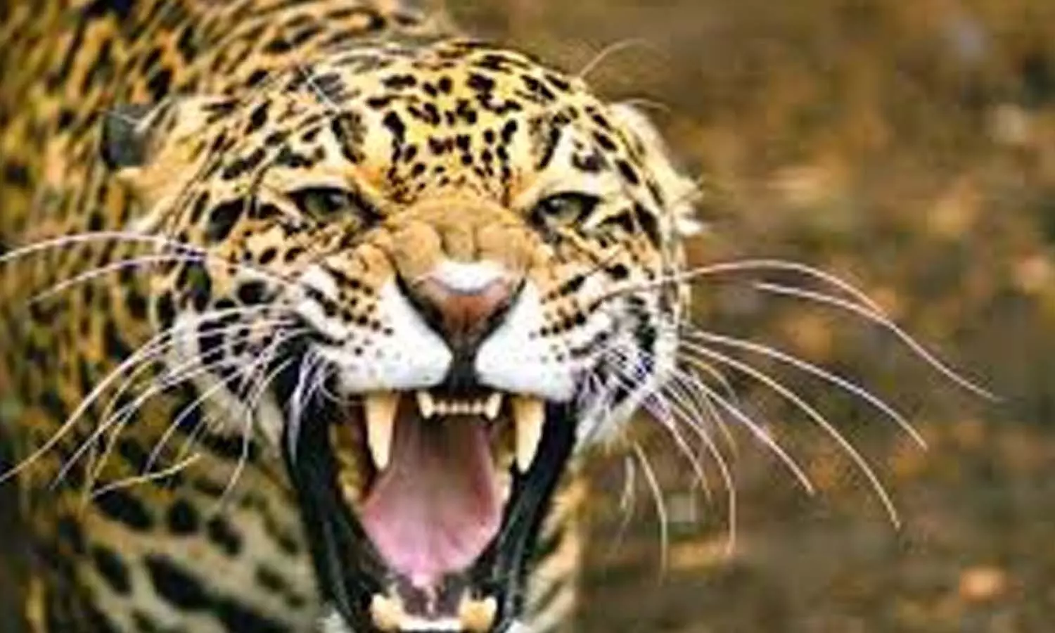 Bahraich: Leopard attack on villager grazing cattle in field