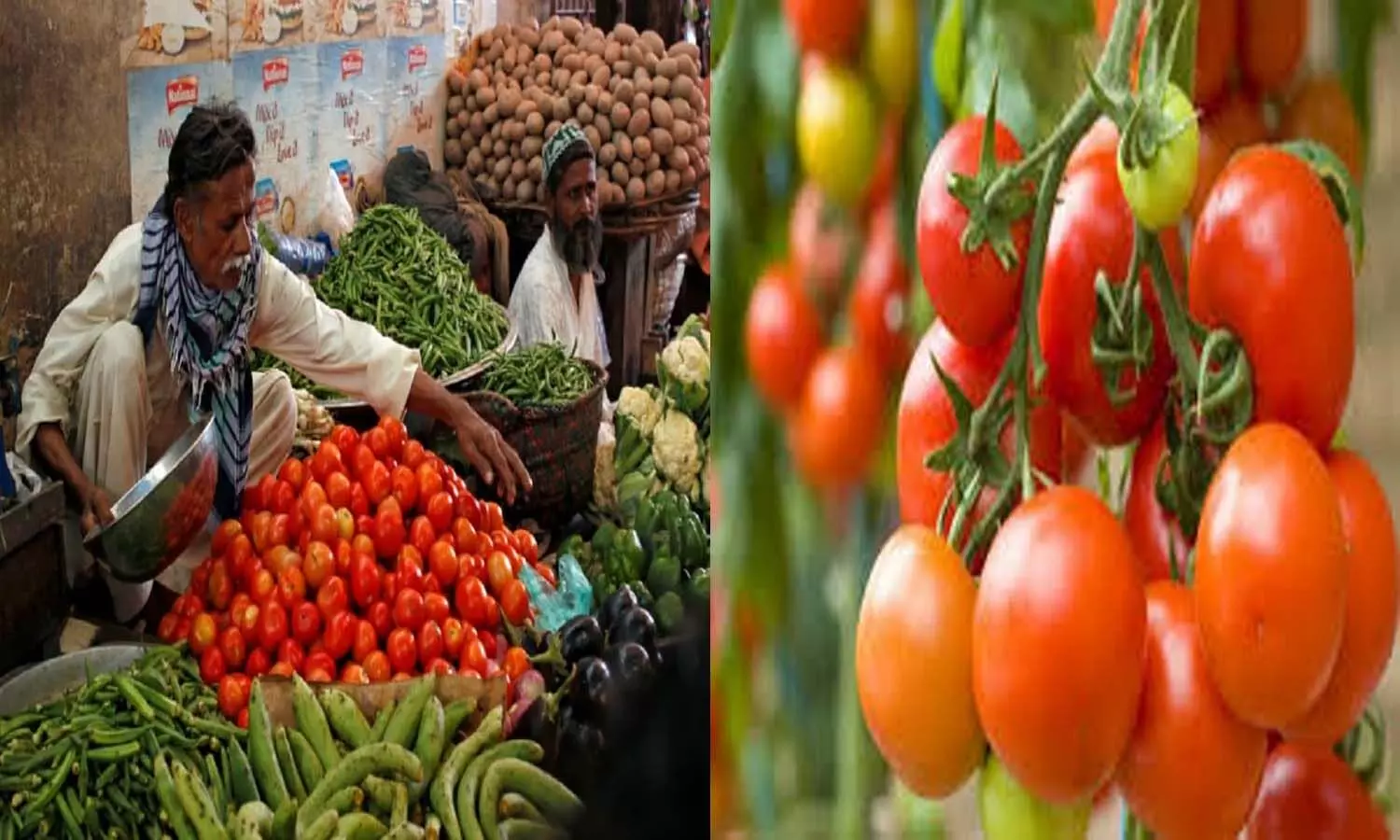 Tomato Price News: Tomato has become very cheap: Now the taste of food will increase, relief to the common man