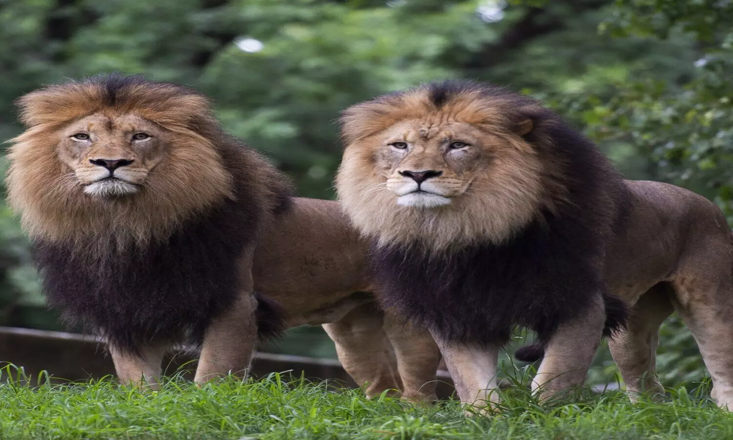 Two lions escape