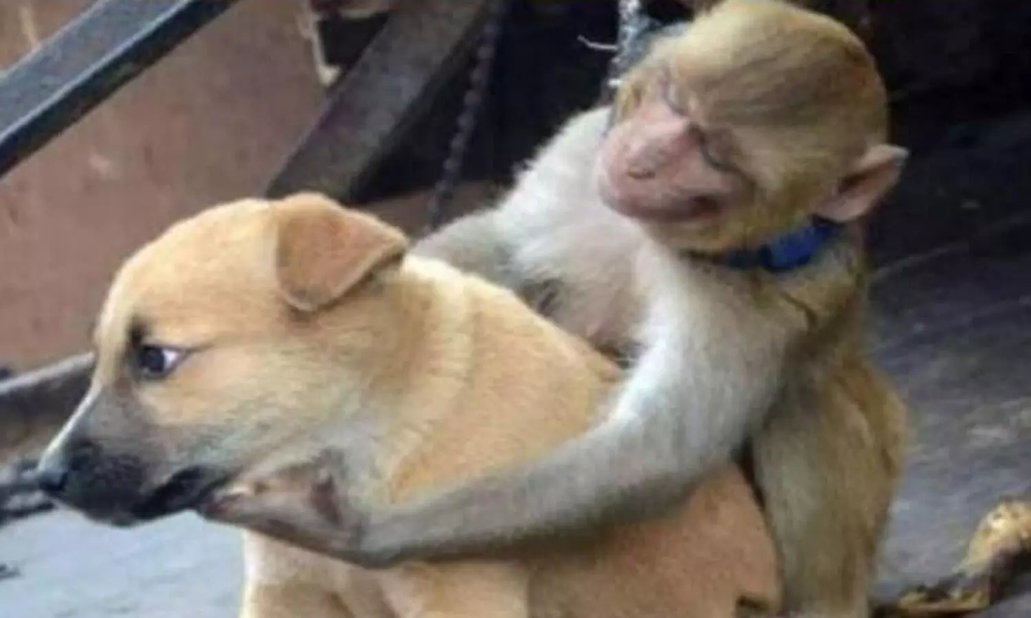 OMG: कुत्तों और बंदरों का खूनी खेल, Monkey Vs Dog का वीडियो कर रहा ट्रेंड