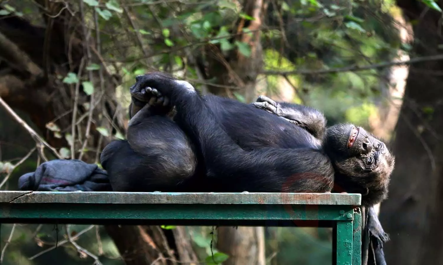 Their own ways to escape the cold: Chimpanzees resort to warm sunlight to escape the cold, room heater for snakes