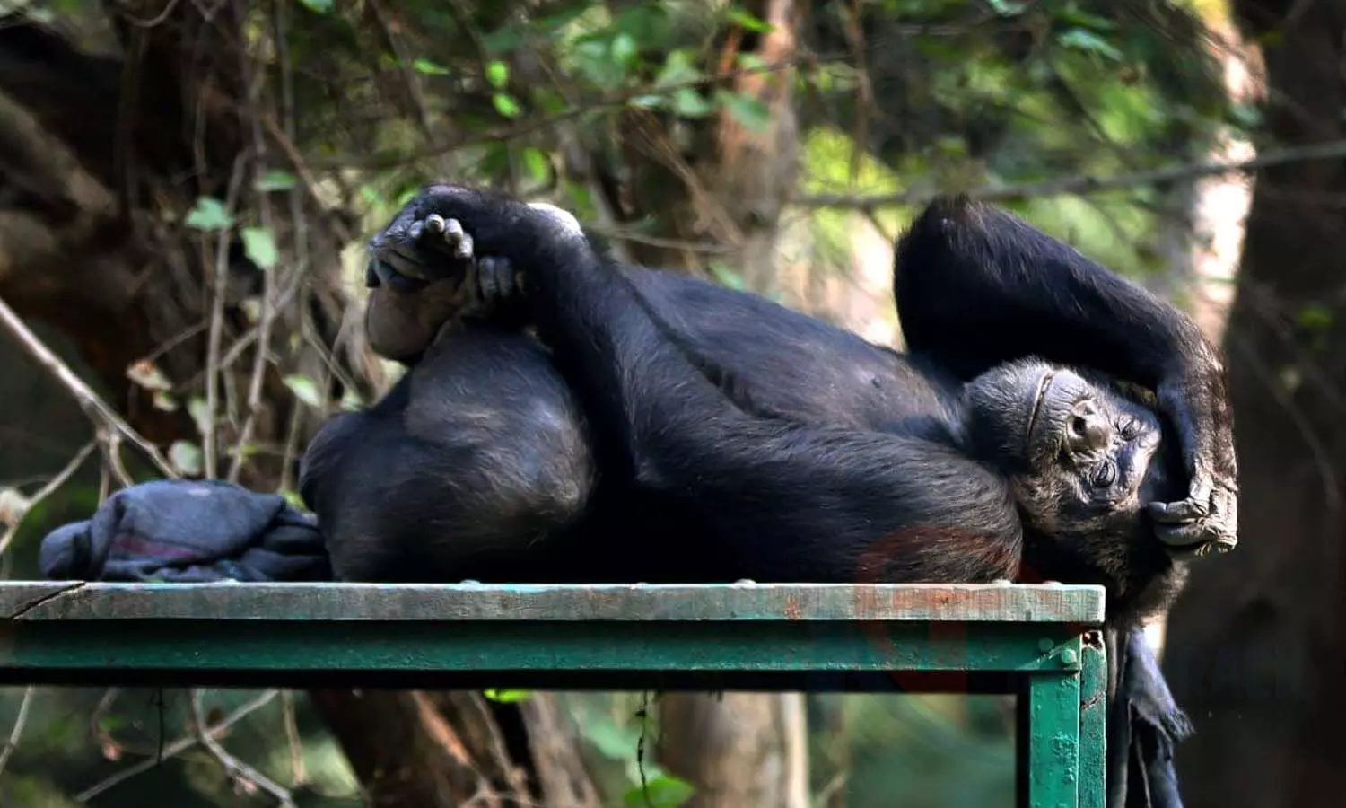 Their own ways to escape the cold: Chimpanzees resort to warm sunlight to escape the cold, room heater for snakes