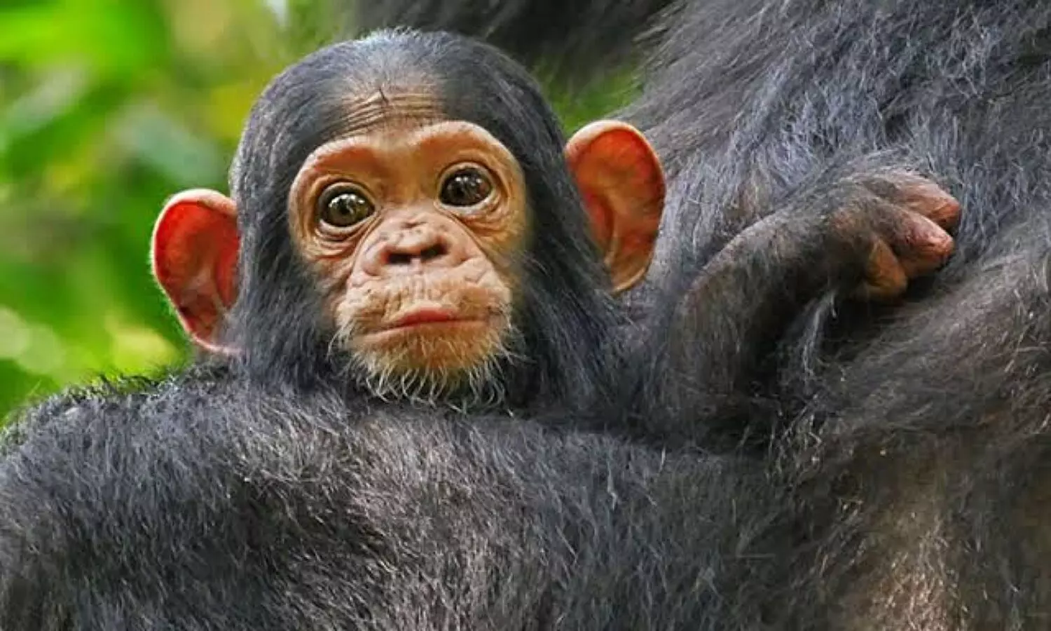 Chimpanzee Dies : चिंपैंजी के बच्चे और चिंपैंजियों के बीच झगड़ा, पीट पीटकर कर दी हत्या