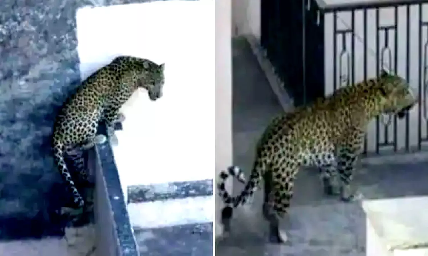 Leopard in Lucknow | lucknow mein tendua | tendua viral video | forest  department lucknow | kalyanpur mein tendua | taja khabar aaj ki uttar  pradesh 2021 | vikas nagar lucknow |