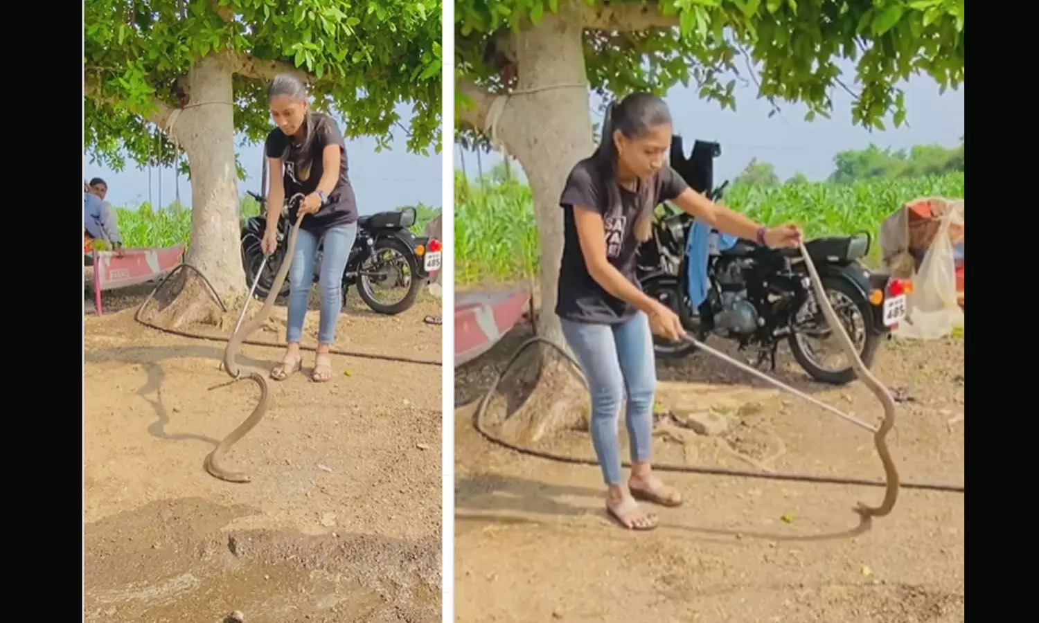 लड़की-सांप की जंग: देखें कैसे पकड़ रही इसे, लाखों लोगों ने देखा इस वीडियो को