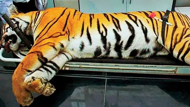 दर्जनों बाघों की मौत: घिरी महाराष्ट्र सरकार, CM उद्धव ठाकरे ने सदन को दिया लिखित जवाब