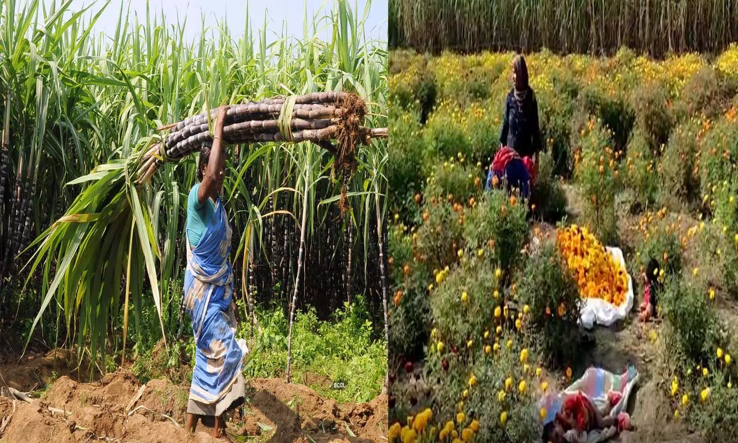 Baghpat News: बागपत का गन्ना किसान चला फूल की ओर, गन्ना भुगतान में देरी के चलते गन्ने की मिठास पड़ी फ़ीकी
