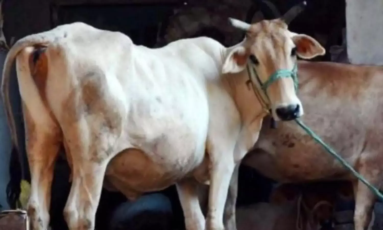 Eta Crime News: एटा में जिले में एक दर्जन गायों की हत्या, सबूत और अवशेष मिलने से मचा हड़कंप