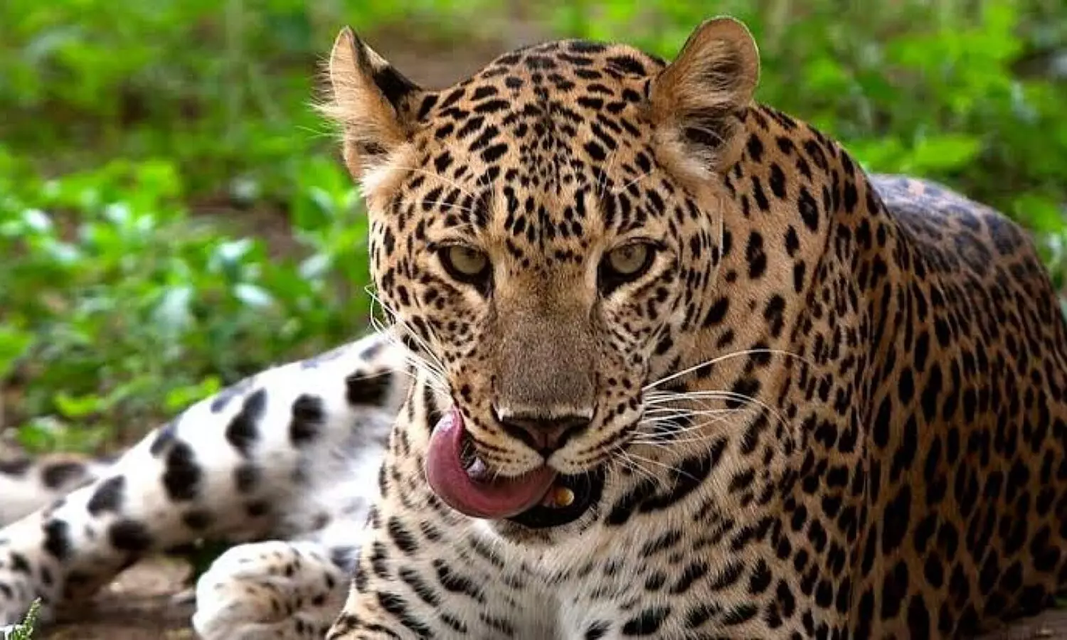 Leopard In Barabanki