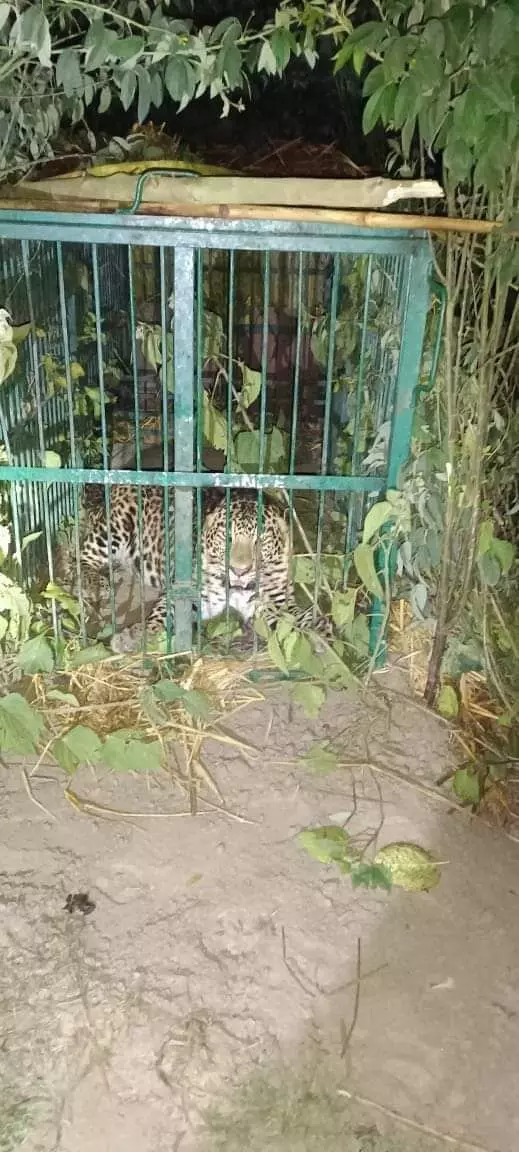Leopard imprisoned in cage was sent to Gorakhpur zoo In Bahraich