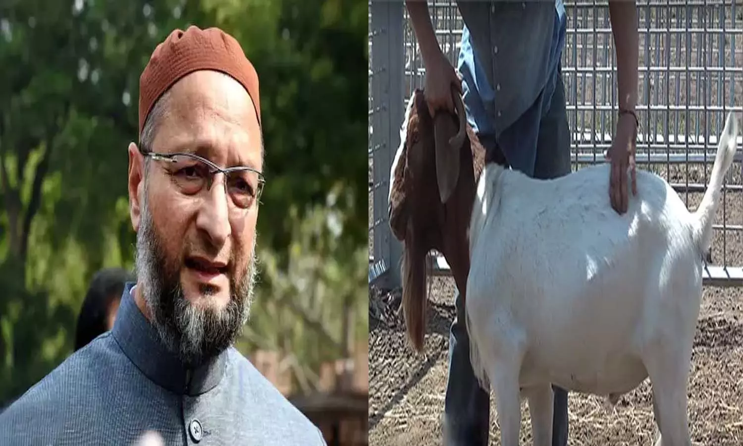 Telangana: Unique act of Asaduddin Owaisi supporter, sacrificed so many goats for the safety of the leader