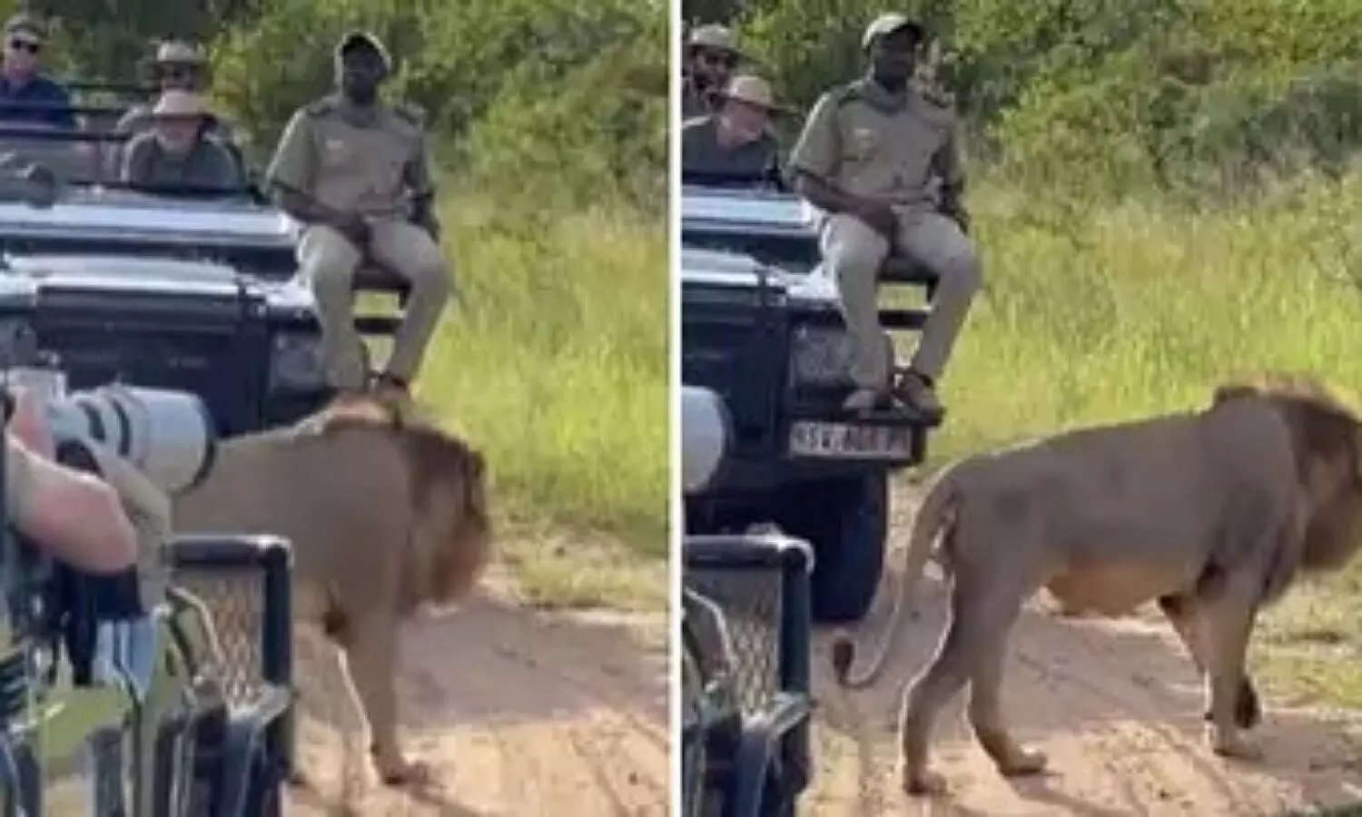 Latest Viral Video: शेर को अपने करीब देख थम गईं टूरिस्ट्स की सांसें, वीडियो में देखें आगे क्या हुआ