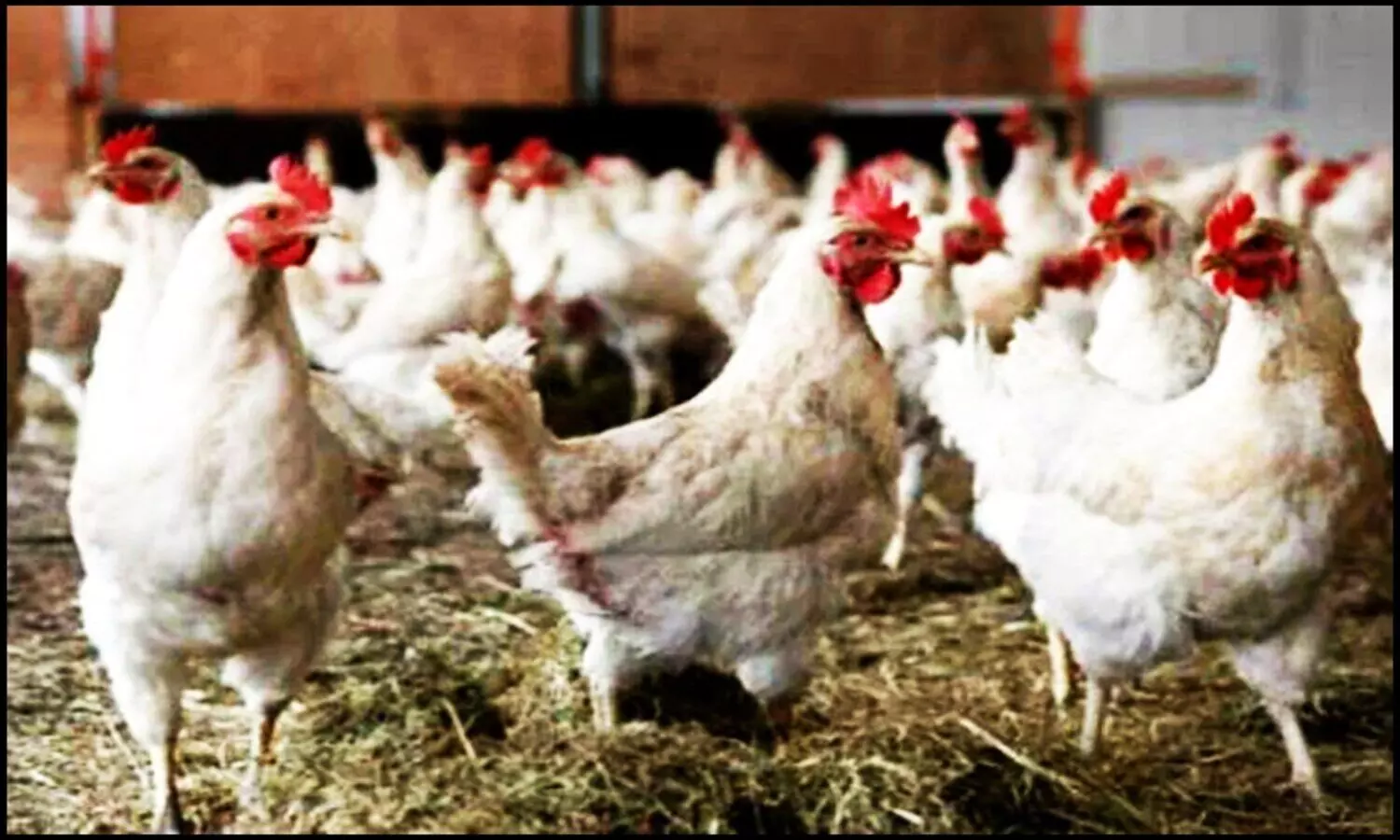 Maharashtra Bird Flu: महाराष्ट्र में बर्ड फ्लू का कहर, ठाणे के बाद पालघर में कई मुर्गियां संक्रमित