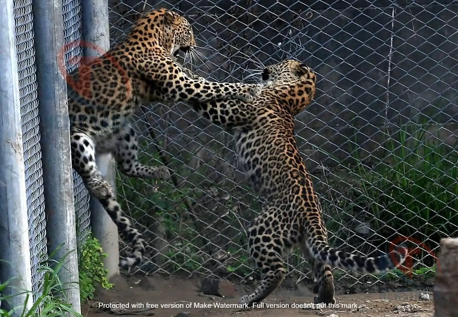 Leopards in Lucknow Zoological Park