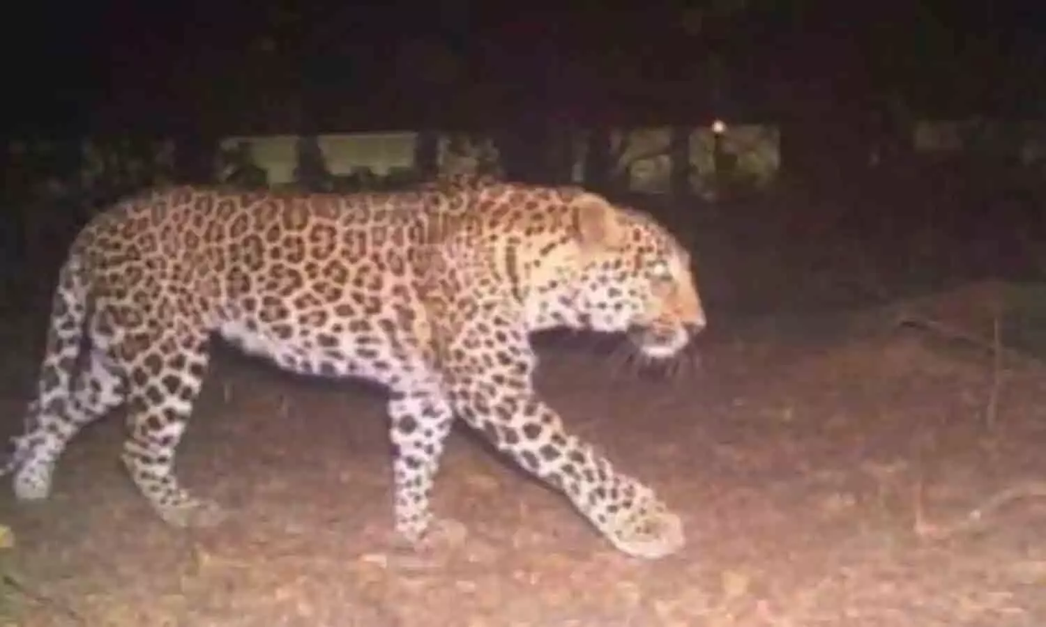 Leopard in Meerut: The leopard was finally caught, this is how the forest department team got success