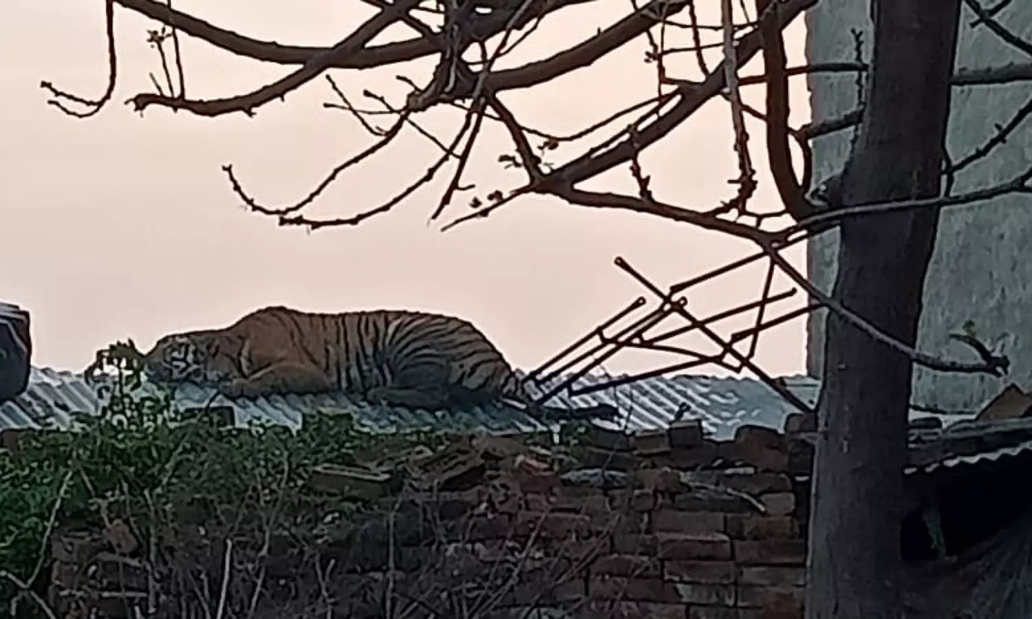 Tiger in Etah