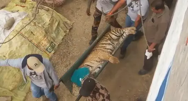 Etah News forest department rescue imprisoned the tiger in the cage