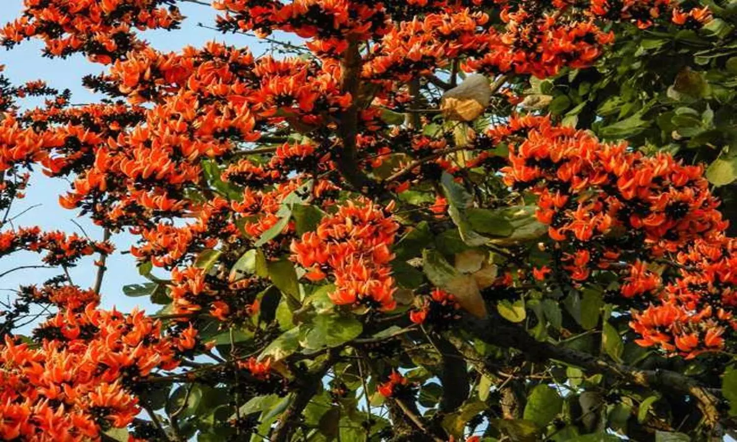 Tesu flowers in forests of Sonbhadra