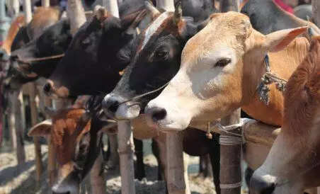 baghpat news :  baghpat police recovered 51 cattle from one center five arrested