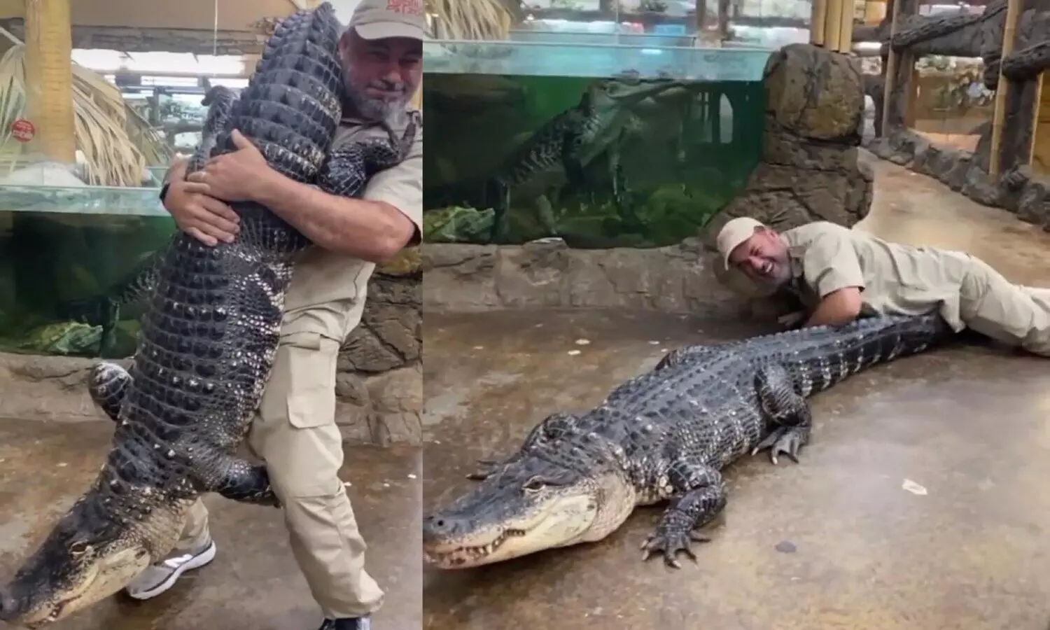 man lift crocodile in his lap