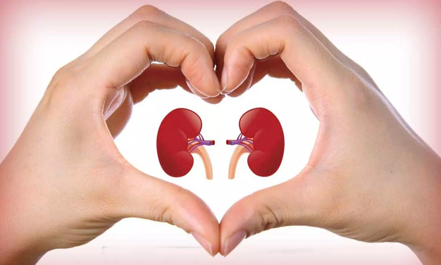 healthy kidney