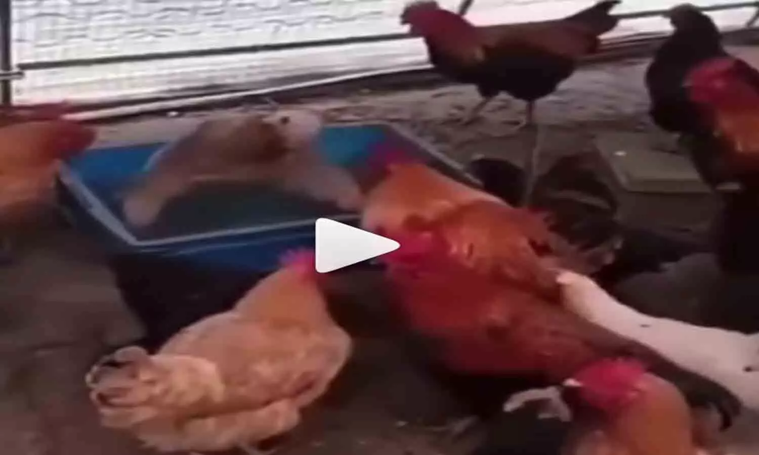 Social Media Viral Video: Odd-poor riots, chickens became spectators in puppy wrestling, video trended rapidly
