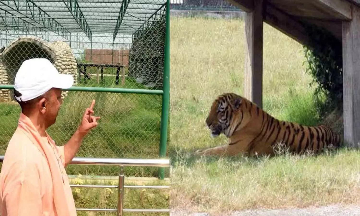 CM Yogi Visit Gorakhpur Zoo: In the zoo, Har-Gauri danced on the voice of CM Yogi