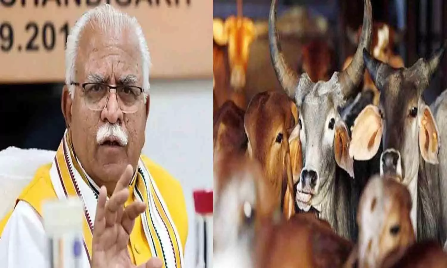Haryana Government: 6 months jail for rearing cattle without license in the municipal area of ​​Haryana