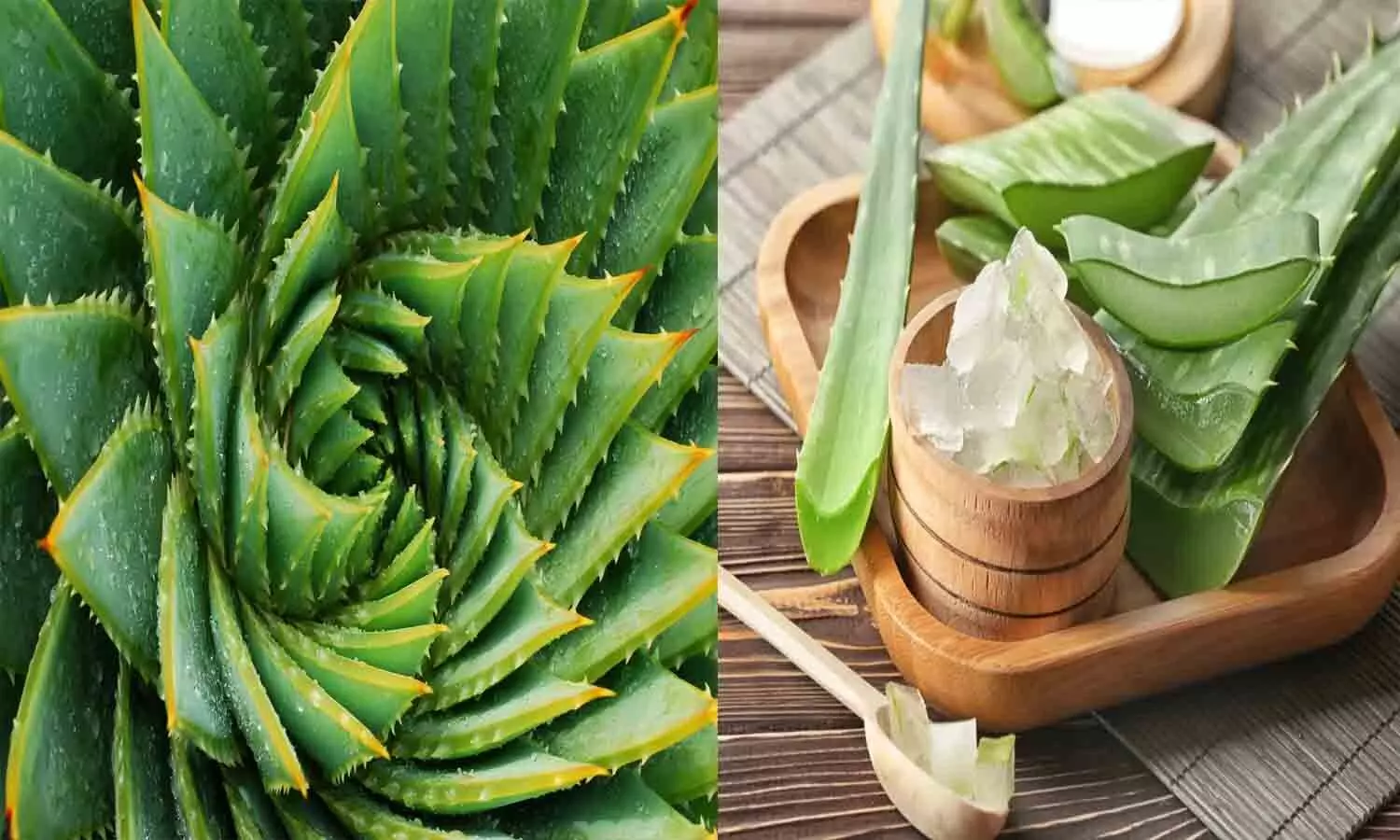 Aloe Vera: Aloe vera is the enemy of constipation and diabetes, it also cures many other diseases