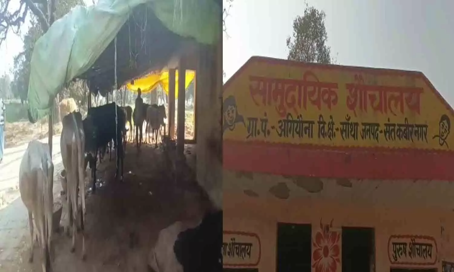 Sant Kbirnagar News: Responsible for sabotaging the intentions of Yogi government, Gaushala being run in Anganwadi center