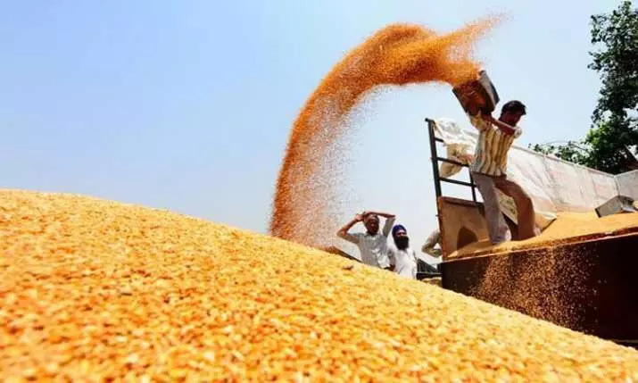 Russo Ukraine war may prove beneficial for Punjab wheat traders