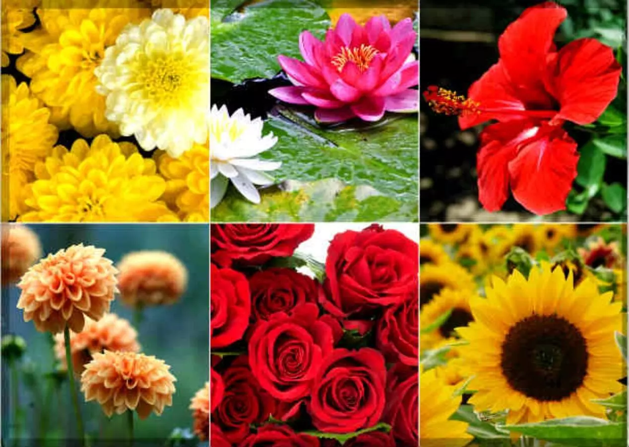 Flowers in Navratri