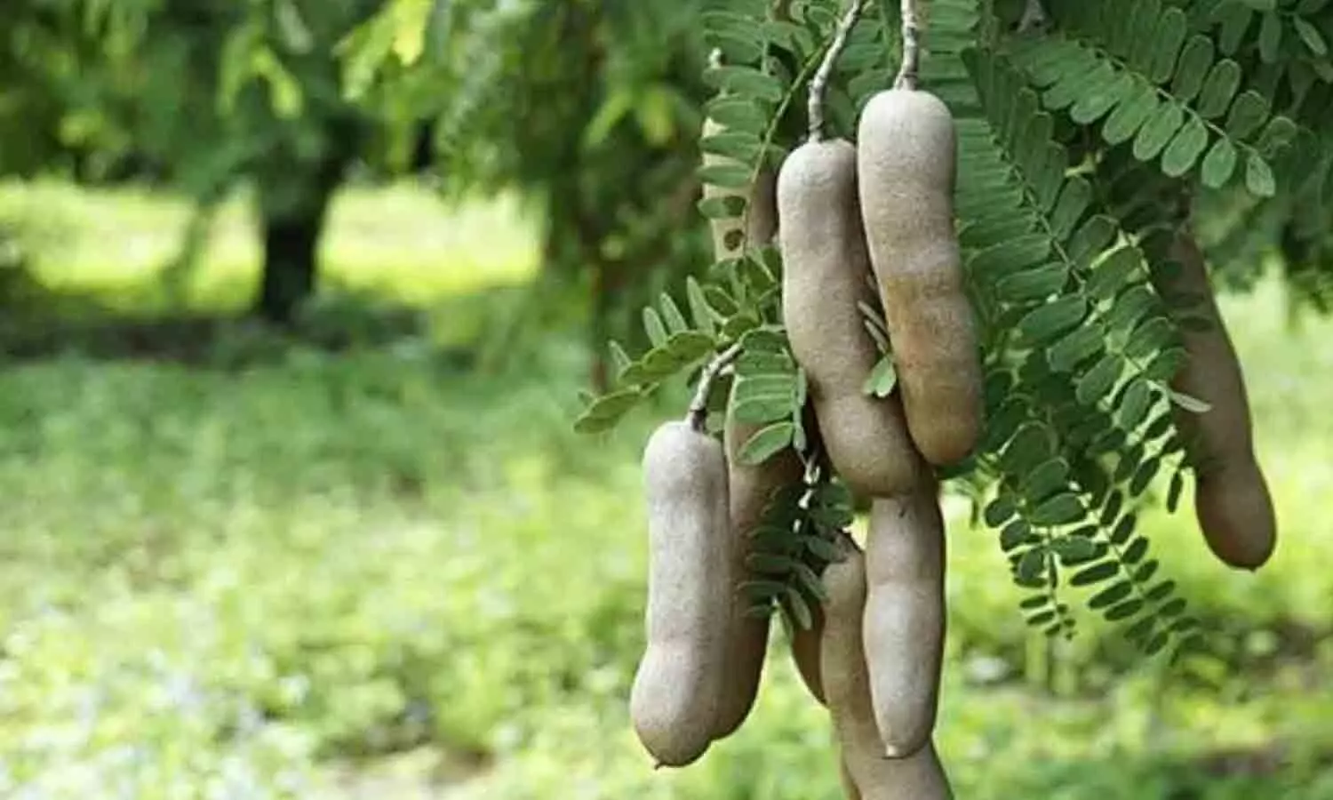 Imli Ke Fayde: Tamarind improves the quality of sperm, removes the problem of infertility in men