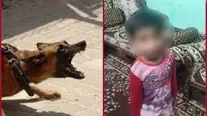 Human rights commission strict on child death due to dog bite in lucknow