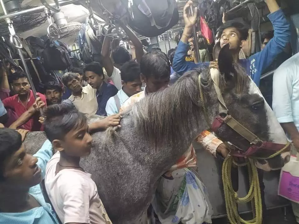 Picture of horse in local train viral on social media