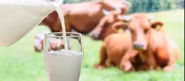 benefits of cow milk