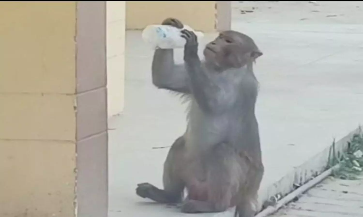 Monkey drink bottle of glucose