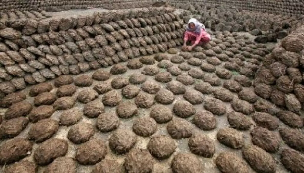 Cow Dung