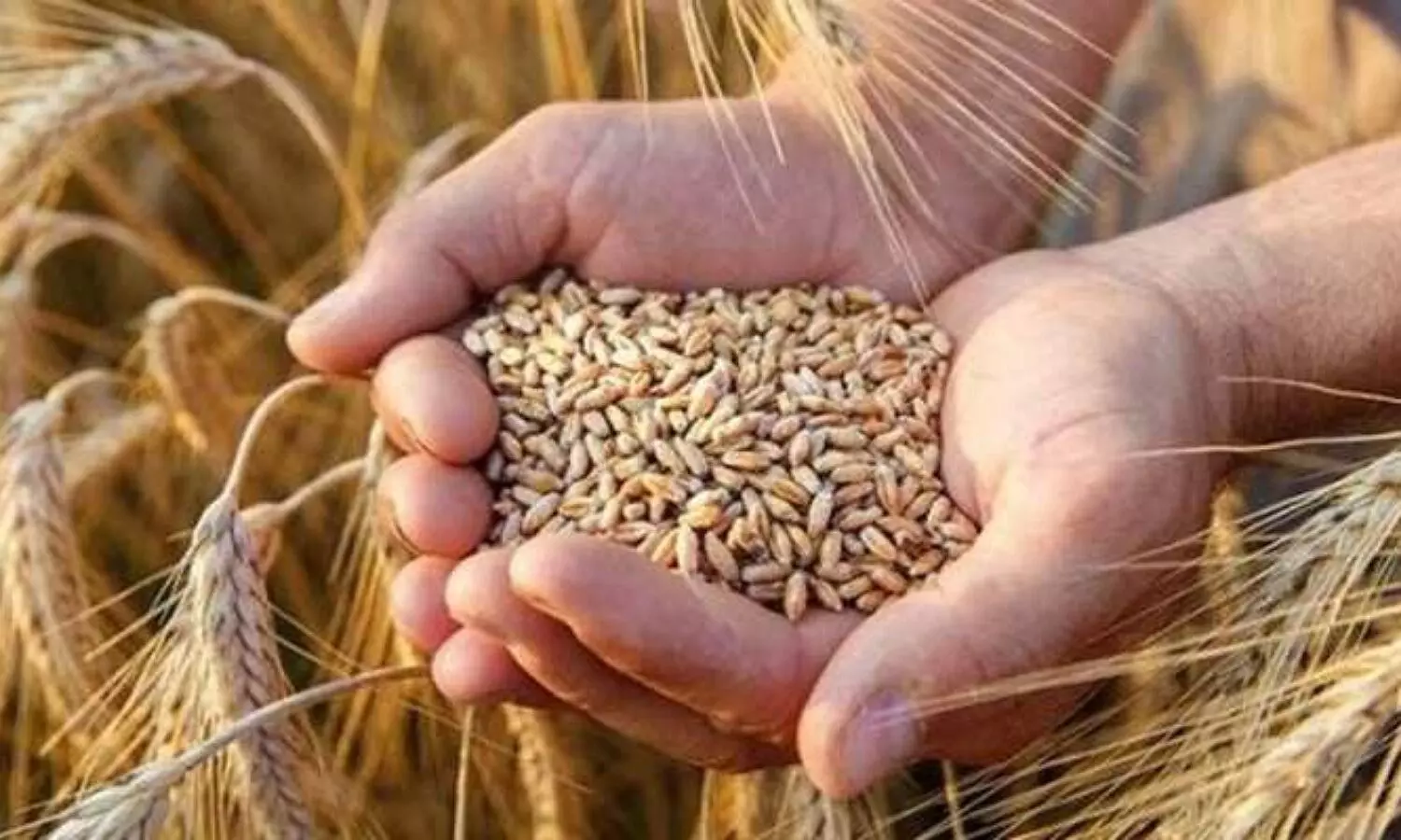 India imposed restrictions on wheat export
